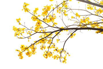 The tree is full of golden yellow, Commonly known as the golden tree.