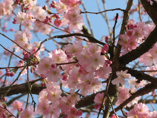 cherry blossoms on a branch in spring