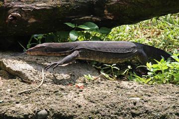 Monitor lizard