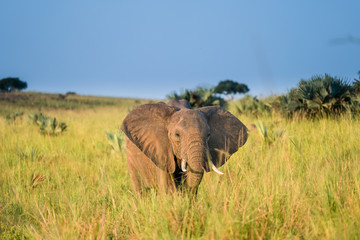 Family elephants in Uganda