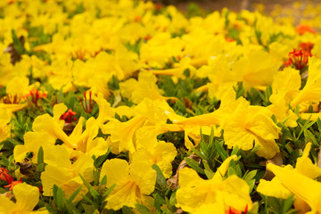 Golden flowers fall on the ground,Named the golden tree.