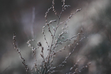 morning dew on grass