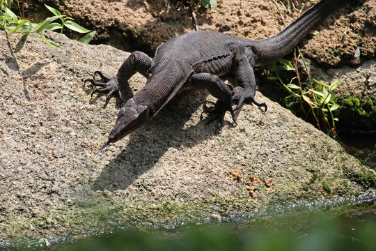 Monitor lizard