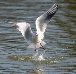 Black headed gull flying