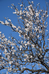 Amandier en fleurs