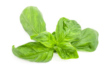 Twig of green basil on a white background close-up