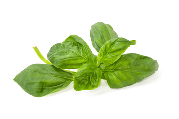 Twig of green basil on a white background close-up
