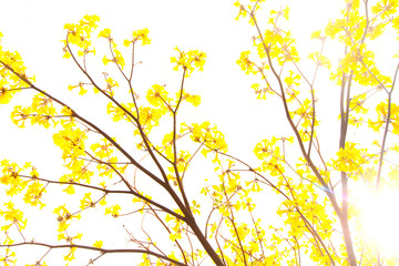 The tree is full of golden yellow, Commonly known as the golden tree.
