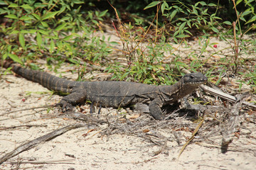 Monitor lizard