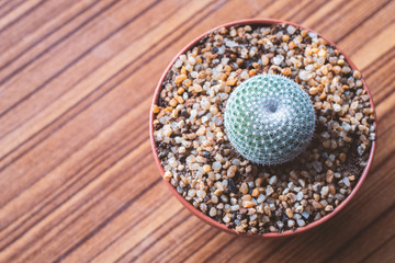 Top view of Cactus in a pot
