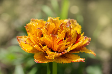 Sensual Touch tulip. Orange double petal tulip