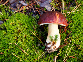 Wild organic white mushroom in the forest