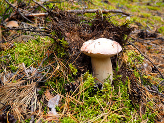 Wild organic white mushroom in the forest