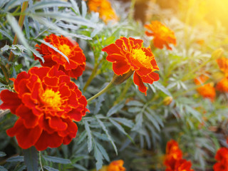 Summer background with blooming marigold flowers.