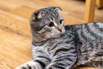 Scottish fold cat tabby tiger color close up