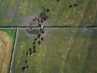 Kühe aus der Luft - Drohnenbilder von Kühen in England
