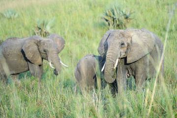 Naklejka na ściany i meble Family elephants in Uganda