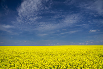 Beautiful field of yellow rapeseed flowers contrasting with a deep blue sky. 