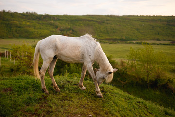 Fototapeta na wymiar The profile of a white horse that bent his head, eating grass in the field. Animal in wild.