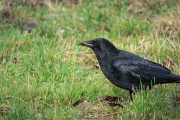 Fototapeta premium Carrion Crow in Winter