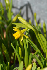 Daffodil Tete a Tete