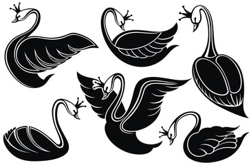 Swans, flying, resting swans. Bird with a crown 