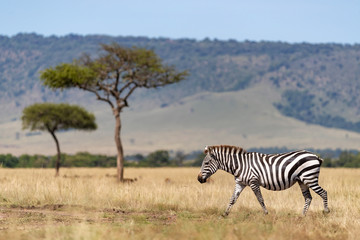 Obraz premium Zebra, acacia trees and the Oloololo escarpment, Masai Mara