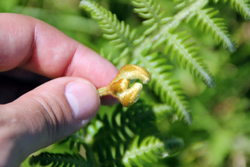 Curl fern. Fern is the oldest plant on the planet, they appeared on the planet about 400 million years ago in the middle of the Paleozoic era.