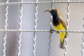Sunbird is flying to feed his baby in the morning.