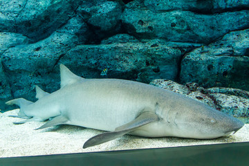 Fototapeta premium Nurse Shark (Ginglymostoma cirratum) sleeping on the sea floor