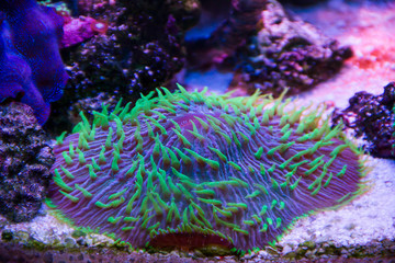 Plate Coral, Short Tentacle (Fungia repanda)