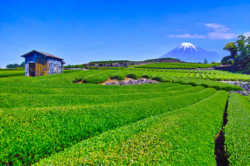 Fototapeta na wymiar 静岡県富士市からの茶畑と富士山