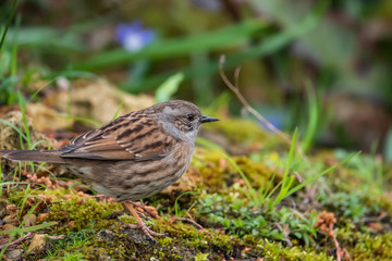 Dunnock on Ground in Winter