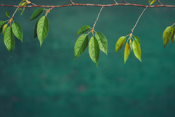 Leaves green Dark Leaf detail In the natural forest