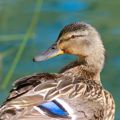 The portrait of the one female duck (Anas platyrhynchos) is on a background of the pond.