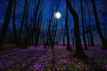 Beautiful flowering meadow with a wild purple crocus or saffron flowers in moonlight against an oak...