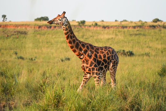 Giraffe in African