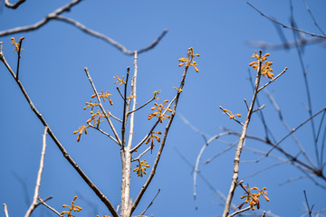 nature
