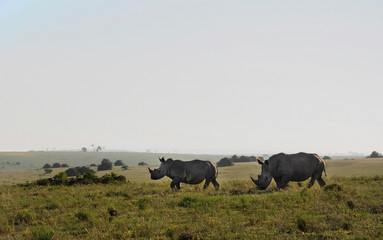 Fototapeta na wymiar Rhino Pair on Grassland in South Africa