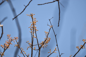 nature