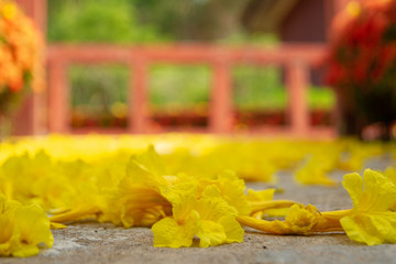 Golden flowers fall on the ground,Named the golden tree.