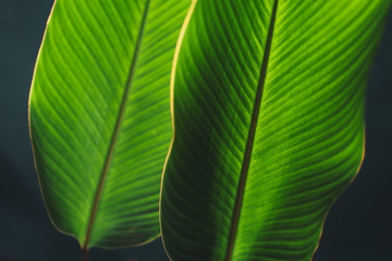 Leaves green Dark Leaf detail In the natural forest