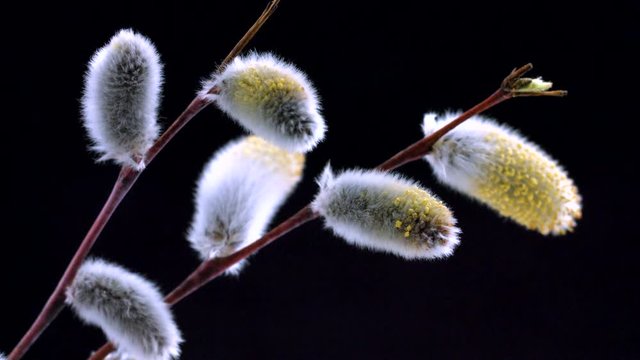 Pussy willow with opening fluffy yellow buds timelapse. Blooming spring willow flowers closeup over black background. 4K UHD video footage. 3840X2160