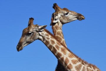 Zwei Giraffenbullen (giraffa camelopardalis) kämpfen im Kgalagadi-Transfrontier-Nationalpark in Südafrika