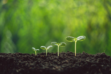 Growth Trees concept seedlings nature background Beautiful green