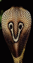 Cobra hood- Spectacled cobra displaying it's hood to me