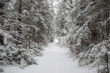 Winter landscape. Forest under the snow. Winter in the park.