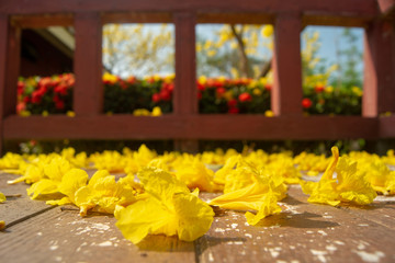 Obraz na płótnie Canvas Golden flowers fall on the ground,Named the golden tree.