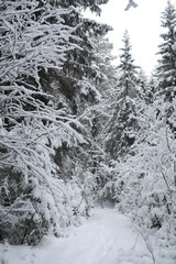 Winter landscape. Forest under the snow. Winter in the park.