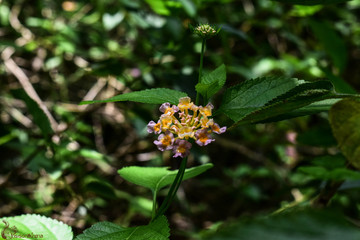 flower of tree